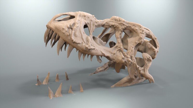 Portfolio_T-Rex_Head