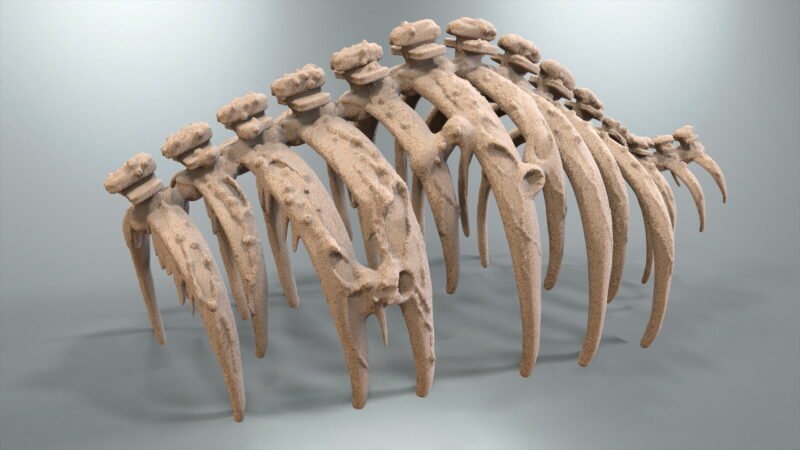 Portfolio_T-Rex_Ribs